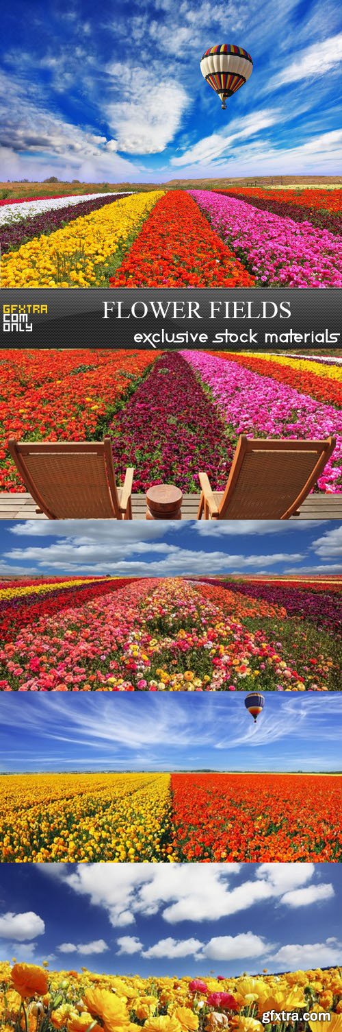 Flower Fields