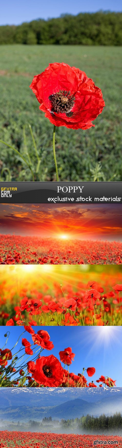 Poppy