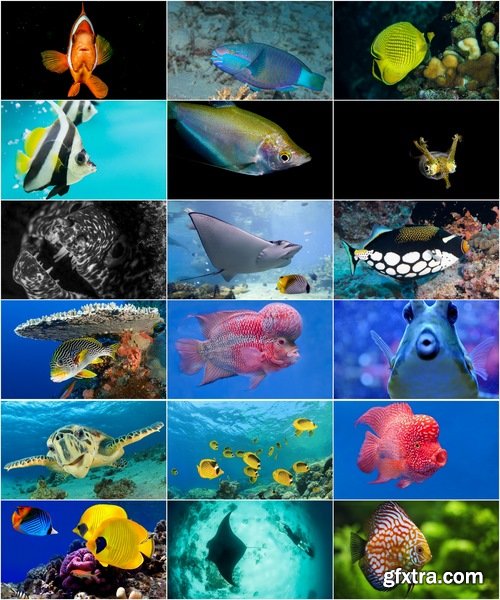 Collection of coral fish underwater world sea turtle reef shark 25 HQ Jpeg