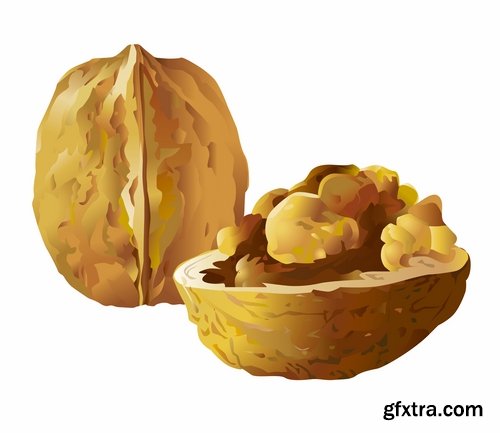 Collection of vector image walnut nut 25 EPS