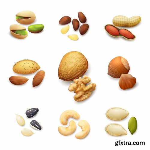 Collection of vector image walnut nut 25 EPS