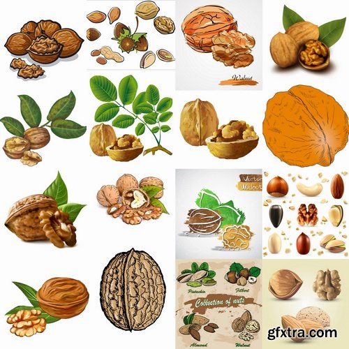 Collection of vector image walnut nut 25 EPS