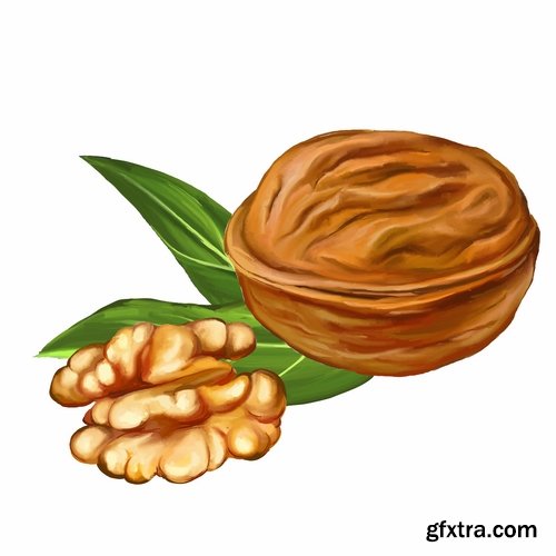 Collection of vector image walnut nut 25 EPS