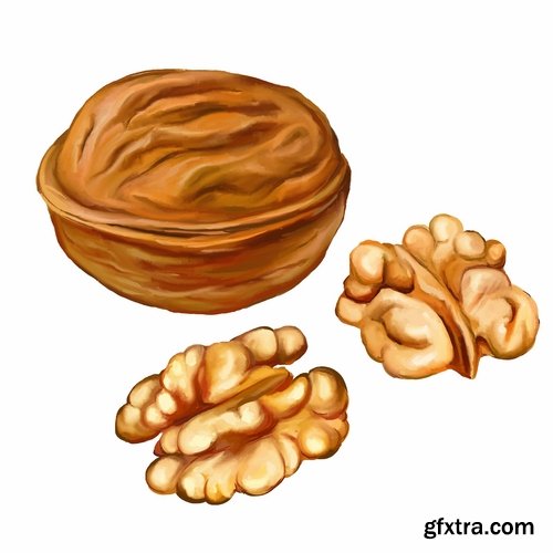 Collection of vector image walnut nut 25 EPS