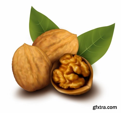 Collection of vector image walnut nut 25 EPS