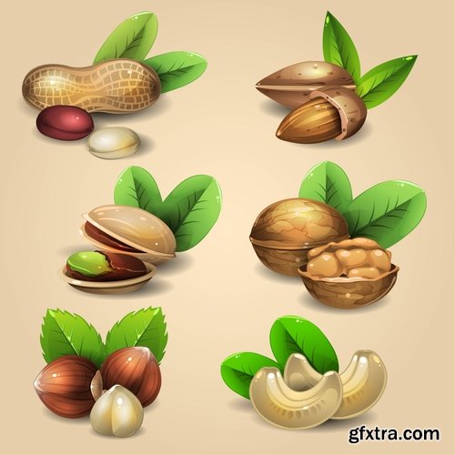 Collection of vector image walnut nut 25 EPS