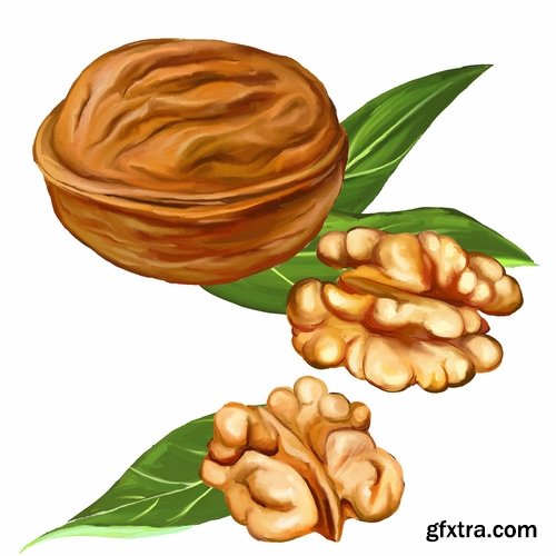 Collection of vector image walnut nut 25 EPS