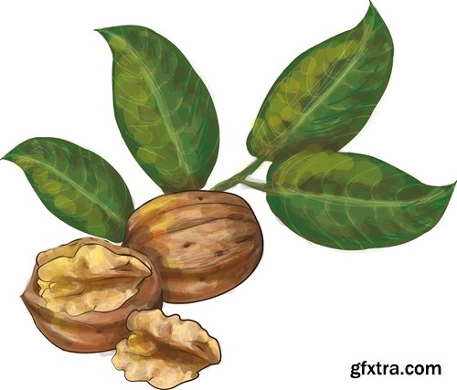 Collection of vector image walnut nut 25 EPS