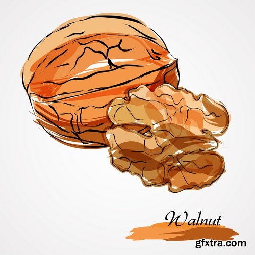 Collection of vector image walnut nut 25 EPS