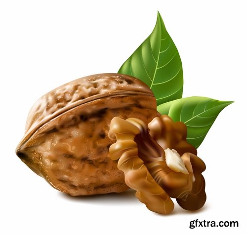 Collection of vector image walnut nut 25 EPS