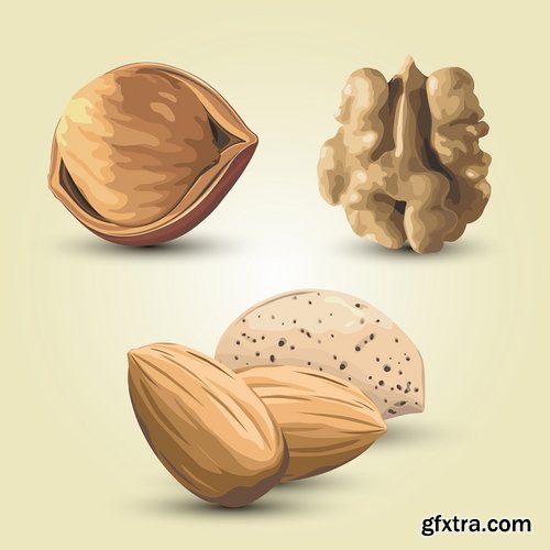 Collection of vector image walnut nut 25 EPS