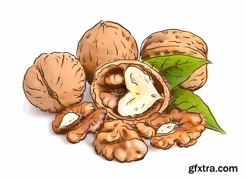 Collection of vector image walnut nut 25 EPS