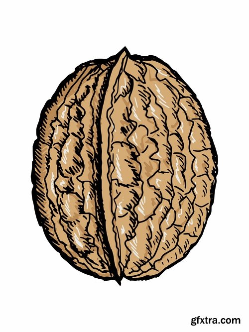 Collection of vector image walnut nut 25 EPS