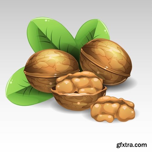 Collection of vector image walnut nut 25 EPS