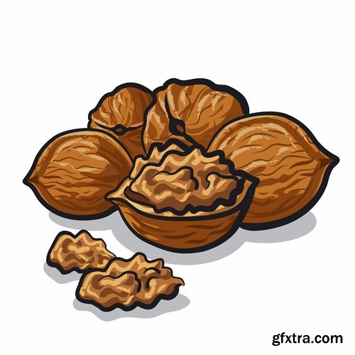 Collection of vector image walnut nut 25 EPS