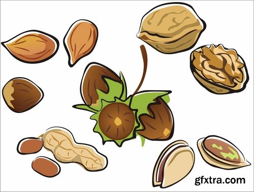 Collection of vector image walnut nut 25 EPS