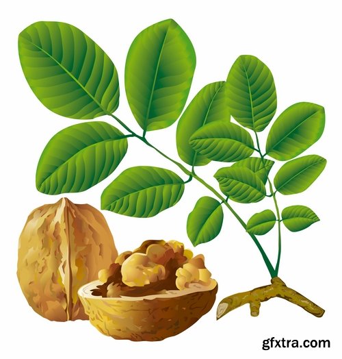 Collection of vector image walnut nut 25 EPS