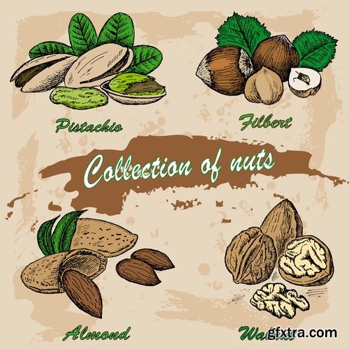 Collection of vector image walnut nut 25 EPS