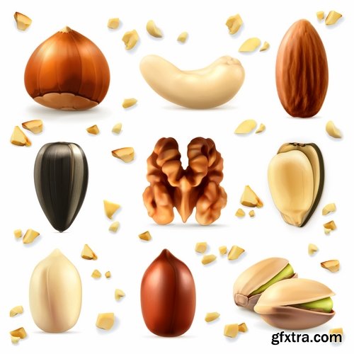 Collection of vector image walnut nut 25 EPS