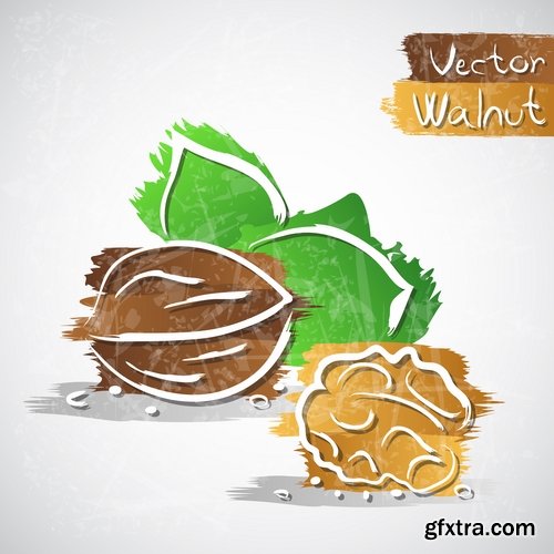 Collection of vector image walnut nut 25 EPS