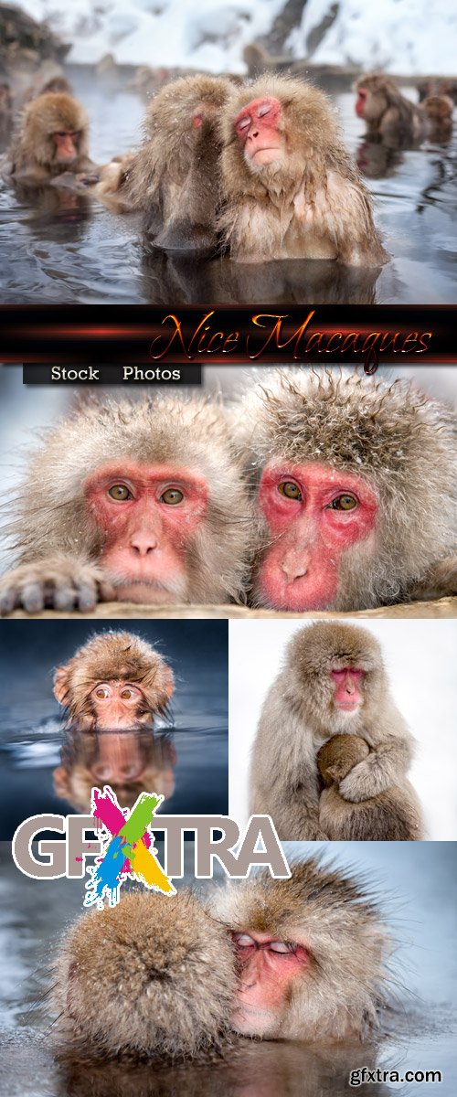 Nice Macaques