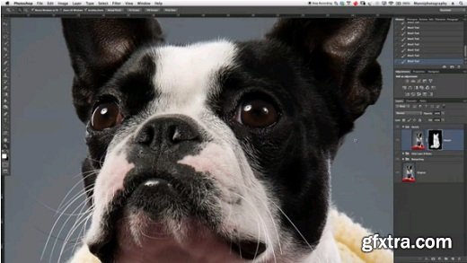 Photoshop Dog Retouching - All Tips & Tricks Covered