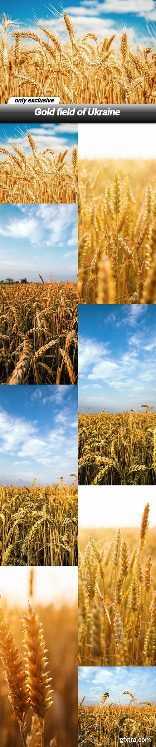 Gold field of Ukraine - 8 UHQ JPEG