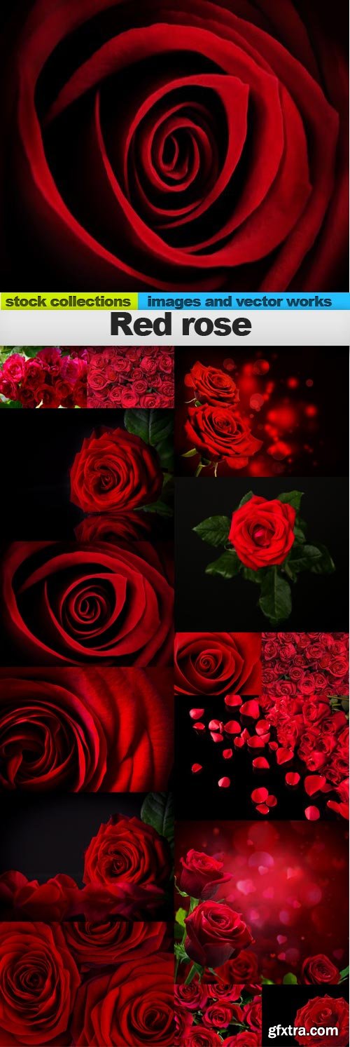Red rose, 15 x UHQ JPEG