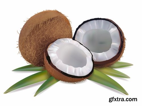 Collection of vector image coconut coconut juice pulp nut 25 EPS