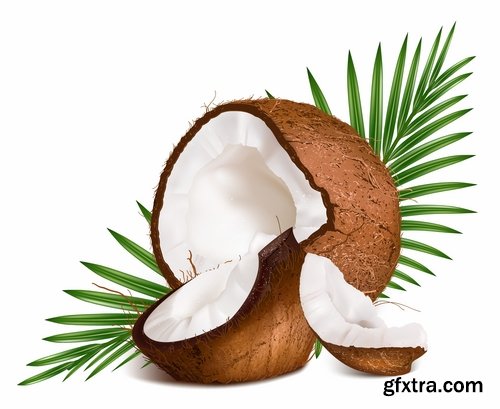 Collection of vector image coconut coconut juice pulp nut 25 EPS