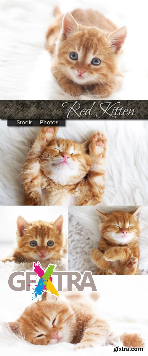 Red kitten