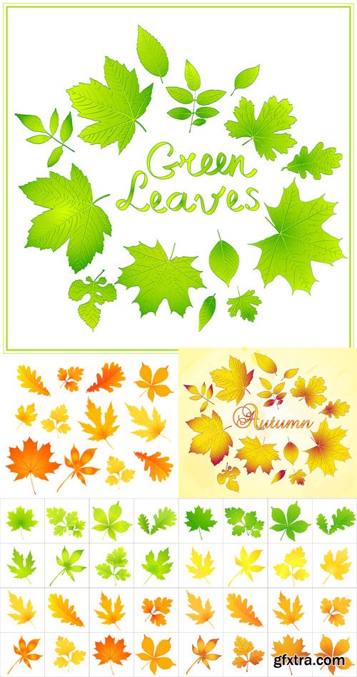 5 Autumn Leaves Vector Set