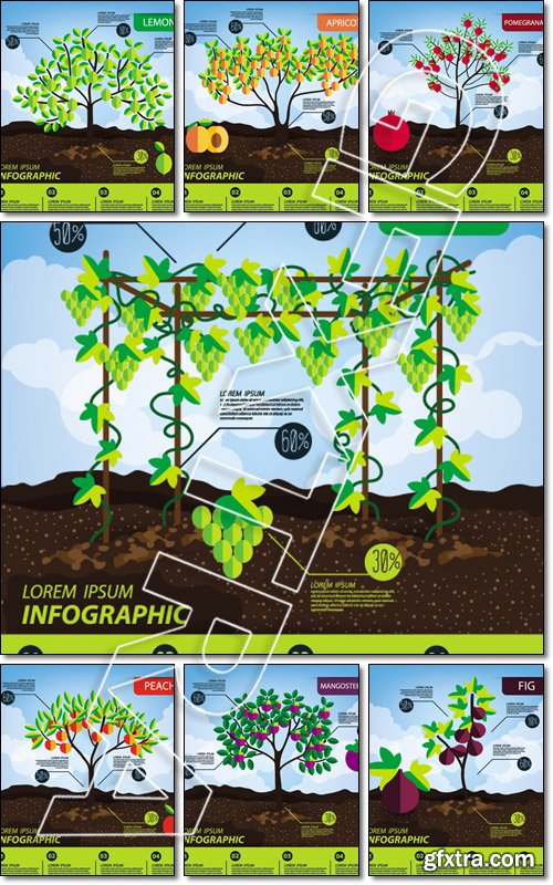 Fruits, infographics, illustration - Vector