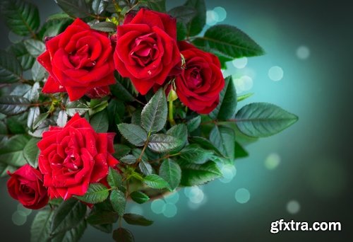 Collection the rose bouquet of flowers 25 HQ Jpeg