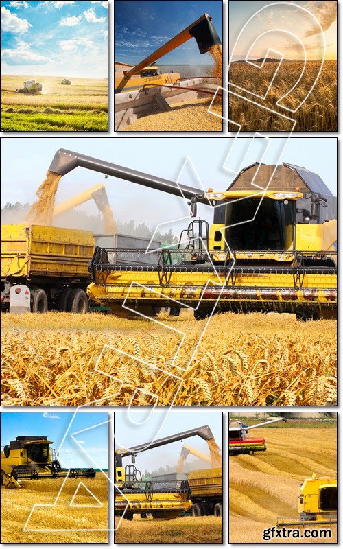 Working Harvesting Combines in the Field of Wheat - Stock photo