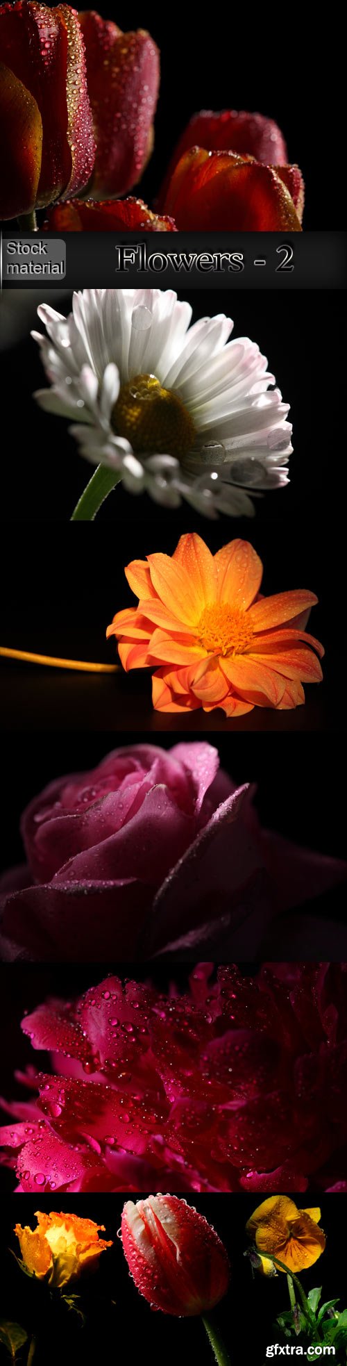 Luxury flowers on a dark background - 2