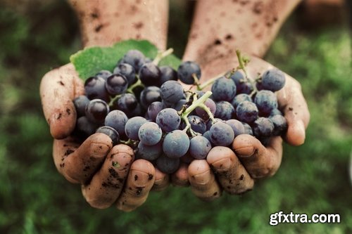 Collection beautiful girl woman with grape berry 25 HQ Jpeg