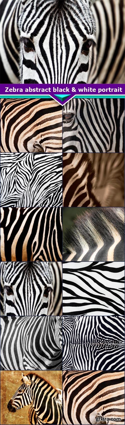 Zebra abstract black & white portrait  11X JPEG