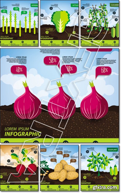 Vegetables infographics, illustration - Vector