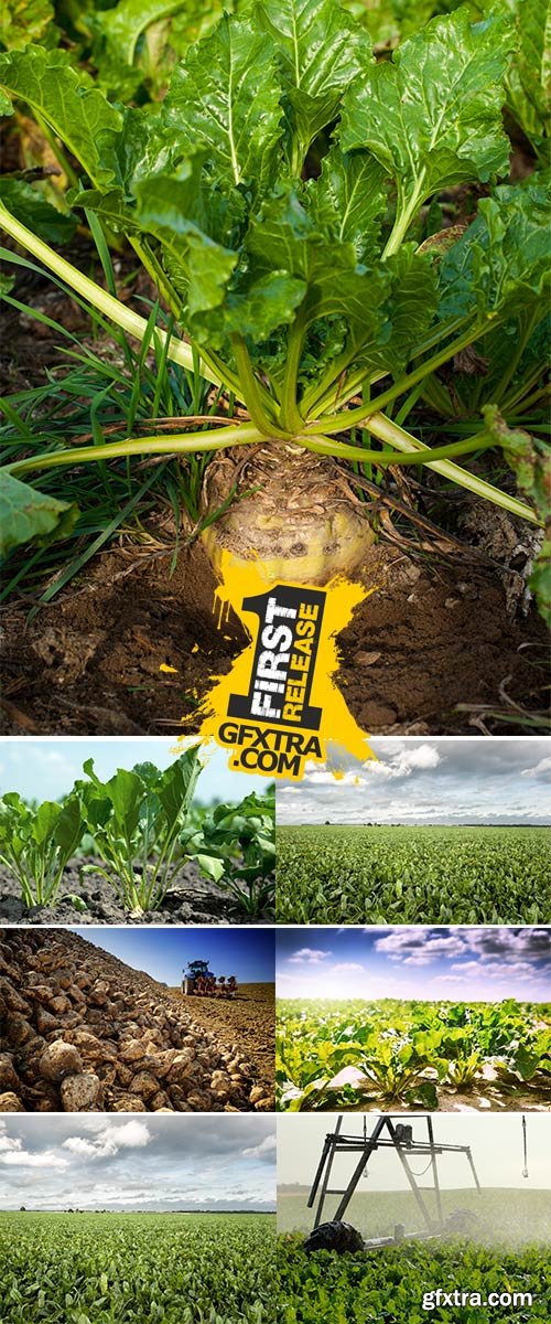 Stock Photos Sugar beet