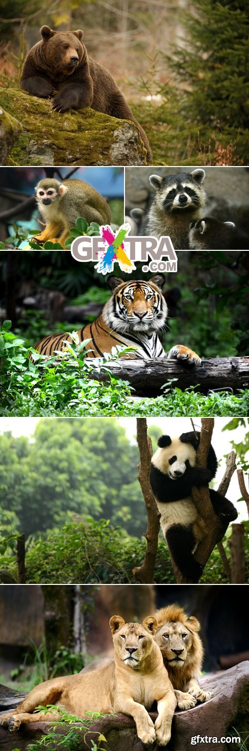 Stock Photo - Wild Animals