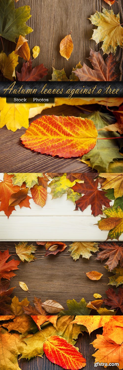 Autumn bright leaves against a tree