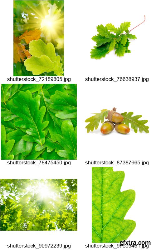 Amazing SS - Oak Leaves, 25xJPGs