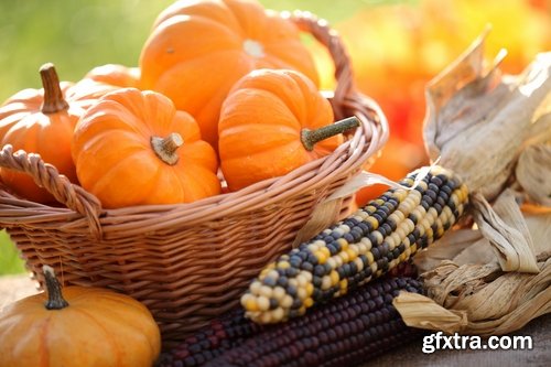 Collection Autumn Still a background autumn dish food mushroom salad vegetables pumpkin 25 HQ Jpeg