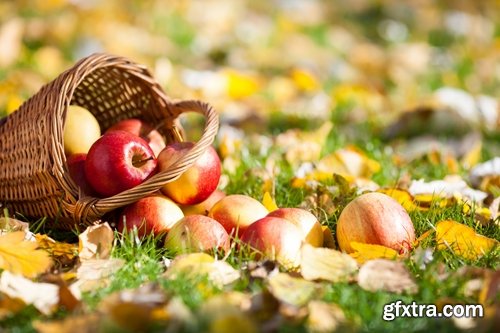 Collection Autumn Still a background autumn dish food mushroom salad vegetables pumpkin 25 HQ Jpeg