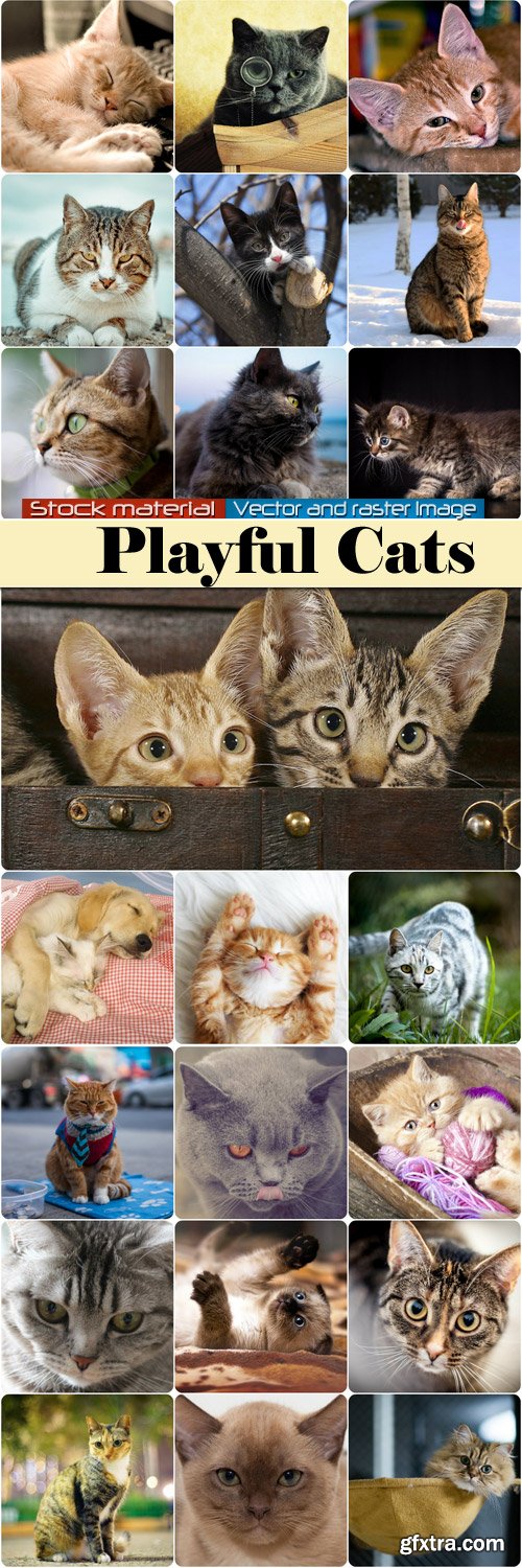 Playful cats and kittens