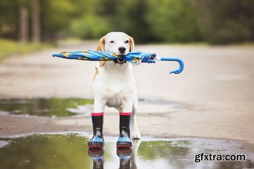 Collection of baby autumn rain rubber boot umbrella woman people 25 HQ Jpeg