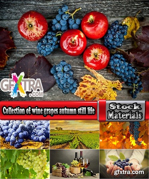 Collection of wine grapes autumn still life bush plantation 25 HQ Jpeg