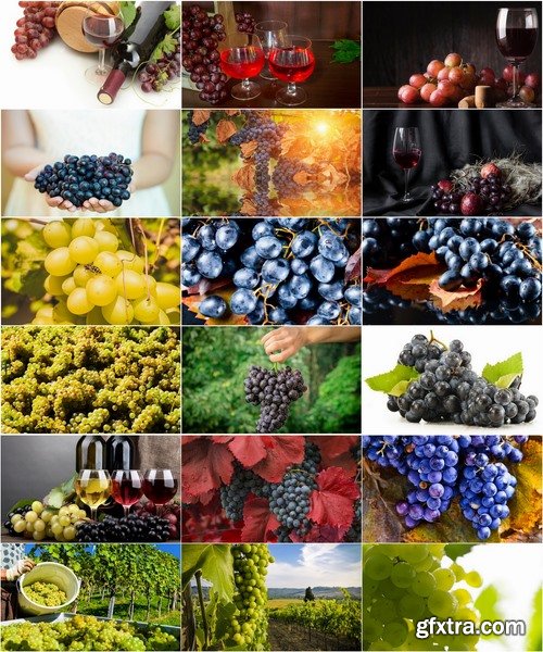 Collection of wine grapes autumn still life bush plantation 25 HQ Jpeg