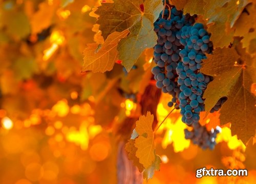 Collection of wine grapes autumn still life bush plantation 25 HQ Jpeg